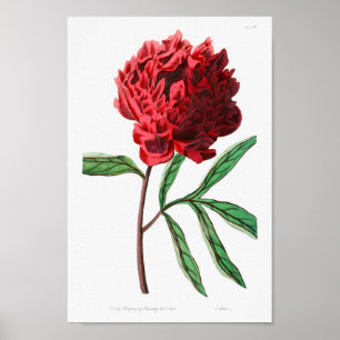 Vintage Flower Illustration Poster