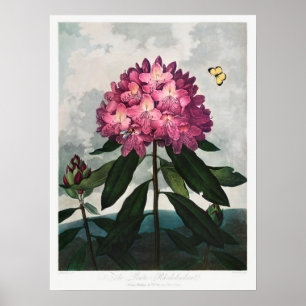Vintage Flower Illustration Poster