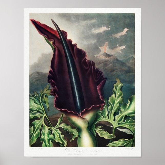 Vintage Flower Illustration Poster (Front)