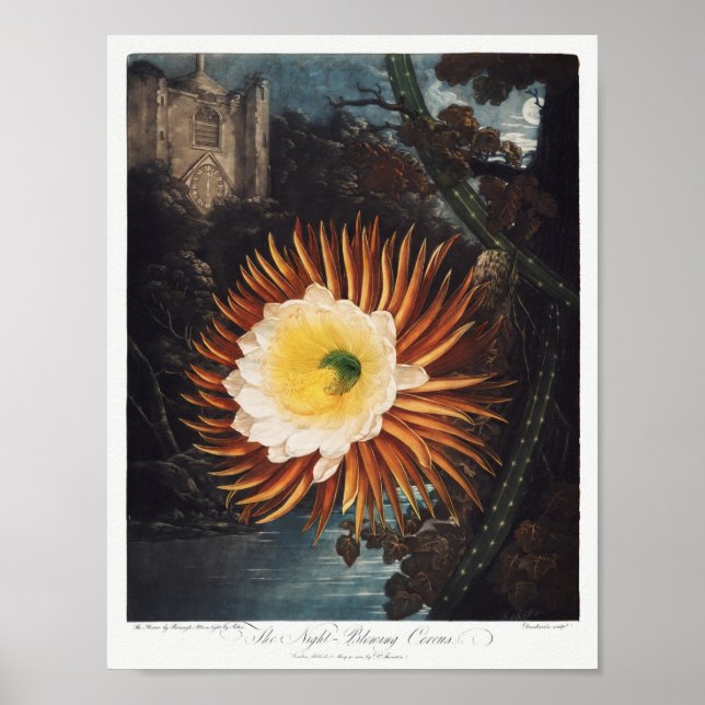 Vintage Flower Illustration Poster (Front)