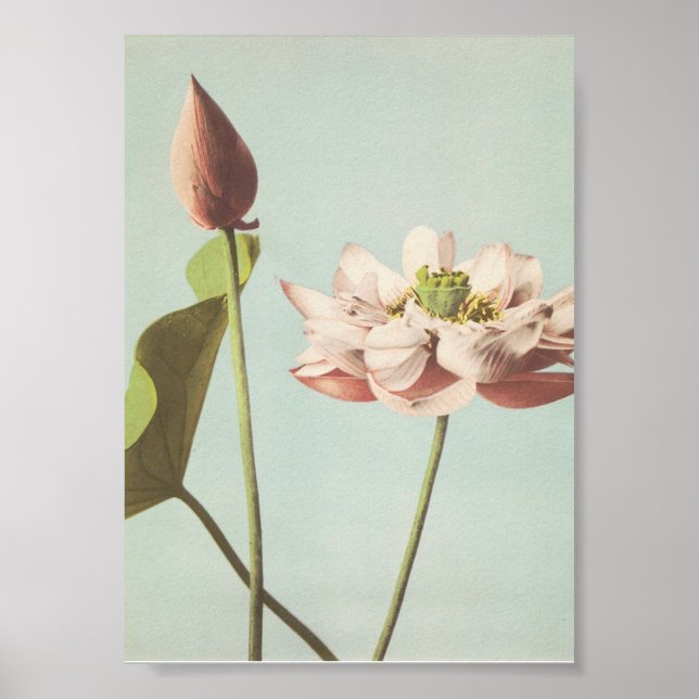 Vintage Flower Photograph Poster (Front)