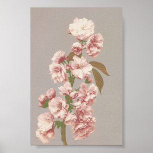 Vintage Flower Photograph Poster