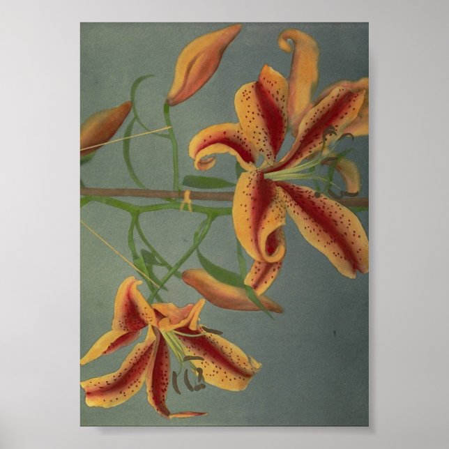 Vintage Flower Photograph Poster (Front)
