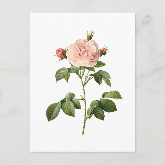 Vintage Flower, Pink Rose by Redoute Postcard (Front)
