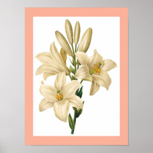 Vintage Flower poster 1