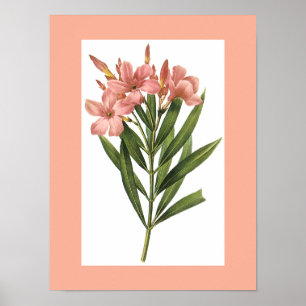Vintage Flower poster 3