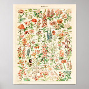 Vintage Flower Print 1909 - Adolphe Millot Poster