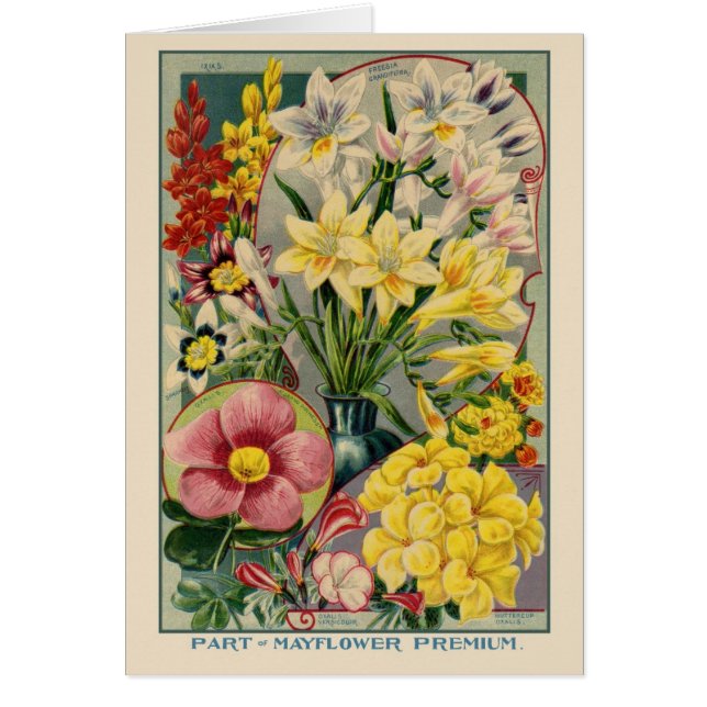 Vintage Flower Seed Catalogue (Front)