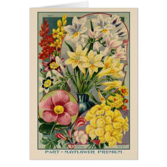 Vintage Flower Seed Catalogue Card