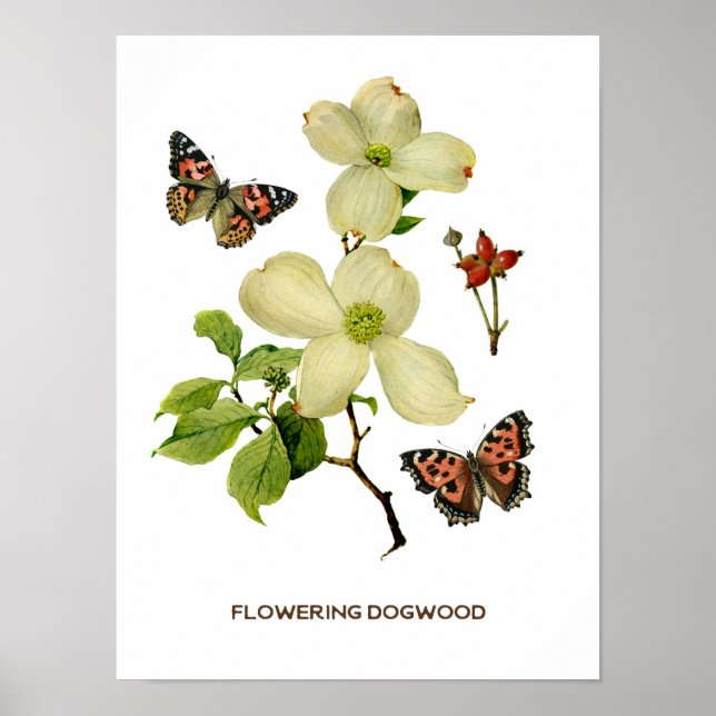 Vintage Flowering Dogwood Botanical Poster (Front)