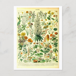Vintage Flowers Botanical Illustration Postcard