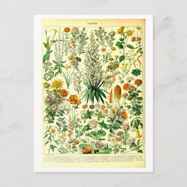 Vintage Flowers Botanical Illustration Postcard (Front)