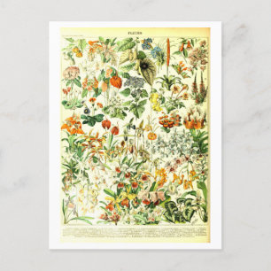 Vintage Flowers Botanical Illustration Postcard