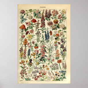 Vintage Flowers by Adolphe Millot Poster