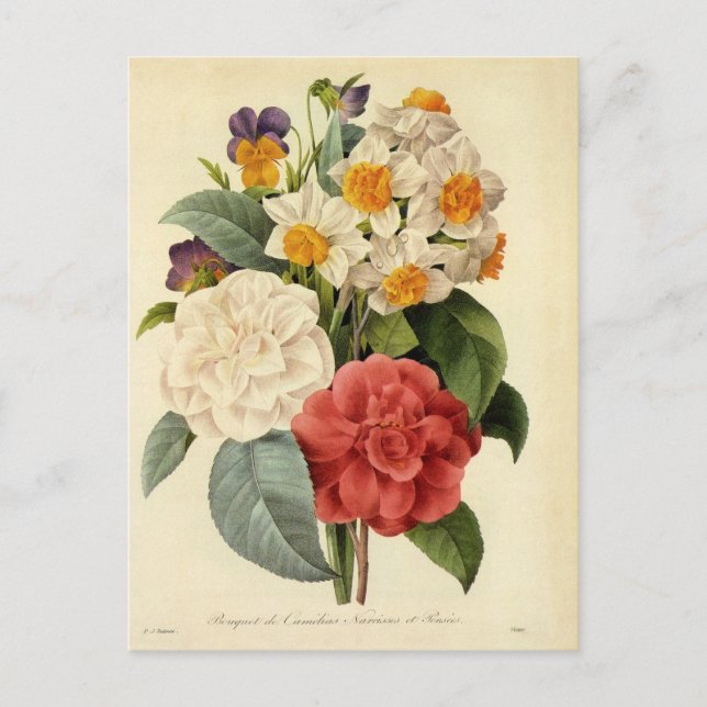 Vintage Flowers, Camellias and Narcissus, Redoute Announcement Postcard (Front)