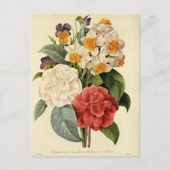 Vintage Flowers, Camellias and Narcissus, Redoute Postcard (Front)