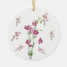 Vintage Flowers - Centaurium by Mary Vaux Walcott