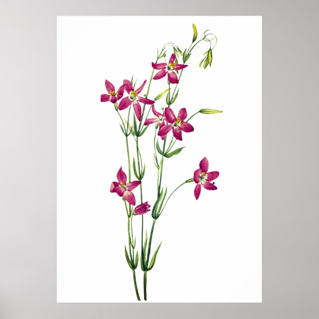 Vintage Flowers - Centaurium by Mary Vaux Walcott Poster (Front)