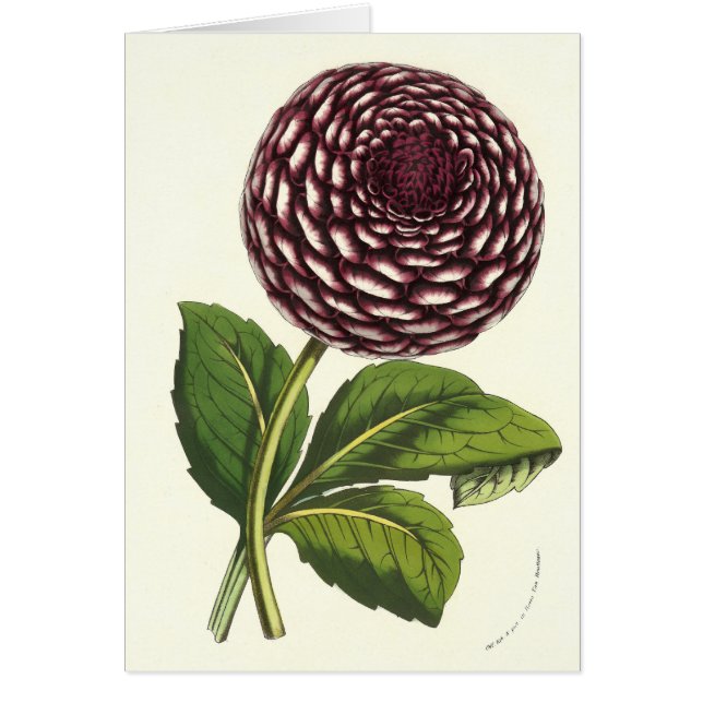 Vintage Flowers Dahlia by Louis Benoit van Houtte (Front)