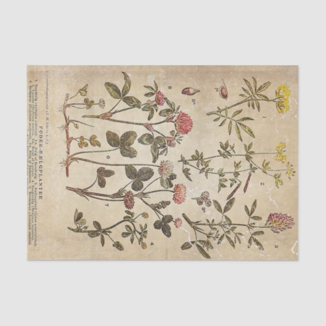 Vintage Flowers Diagram Scientific Decoupage Tissue Paper (Front)