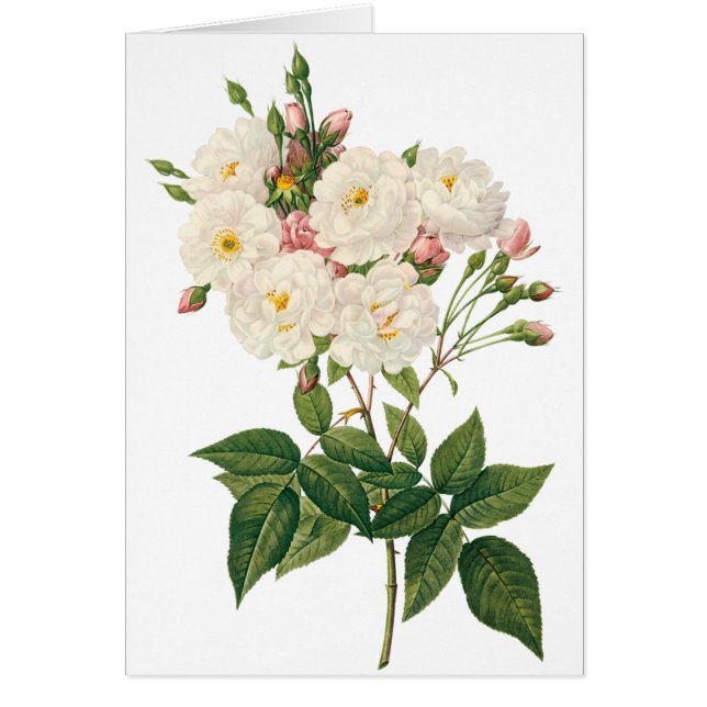 Vintage Flowers Floral Blush Noisette Rose Redoute (Front)