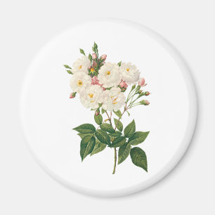 Vintage Flowers Floral Blush Noisette Rose Redoute Magnet