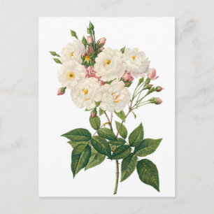 Vintage Flowers Floral Blush Noisette Rose Redoute Postcard