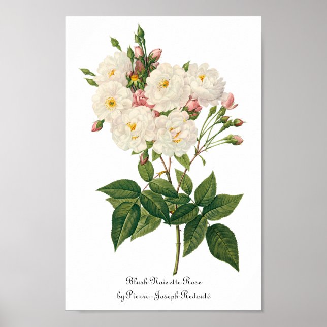 Vintage Flowers Floral Blush Noisette Rose Redoute Poster (Front)