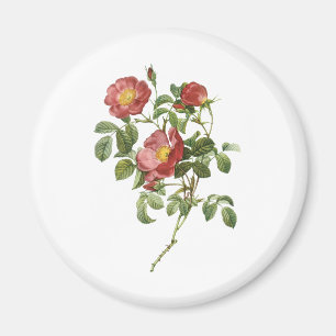 Vintage Flowers Floral Red Rose of Love by Redoute Magnet