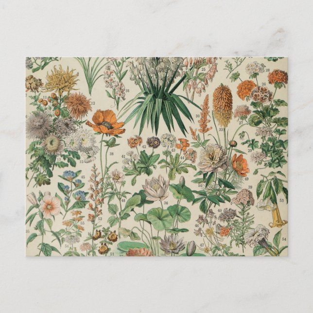 Vintage Flowers Illustration Adolphe Millot Postcard (Front)