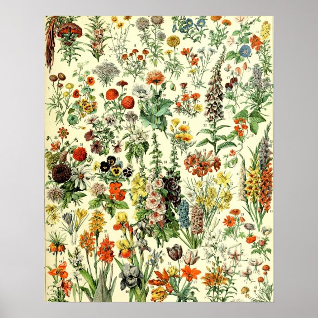 Vintage Flowers Old Illustration Art Poster (Front)