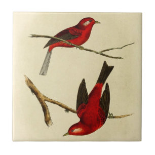 Vintage Flycatcher Bird Tile