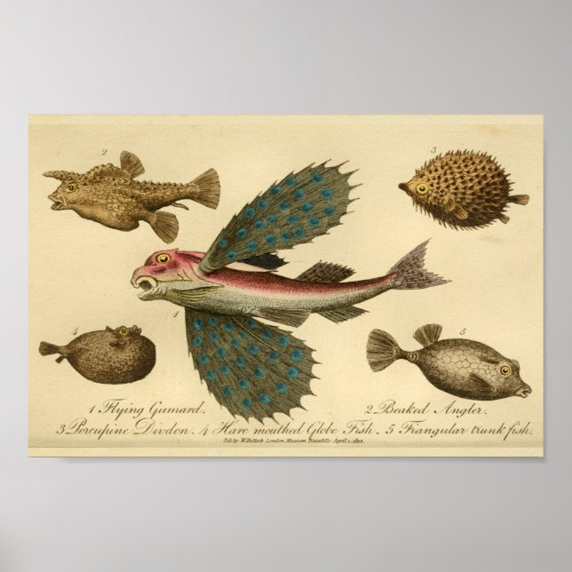 Vintage Flying Fish Natural History Print (Front)