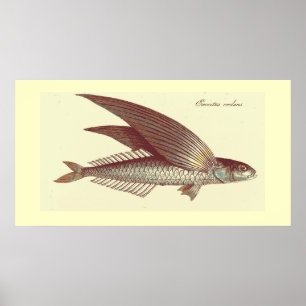 vintage flying fish print
