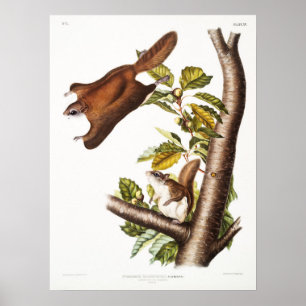 Vintage Flying Squirrel Illustration Poster