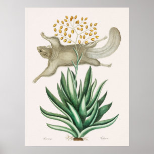 Vintage Flying Squirrel Illustration Poster