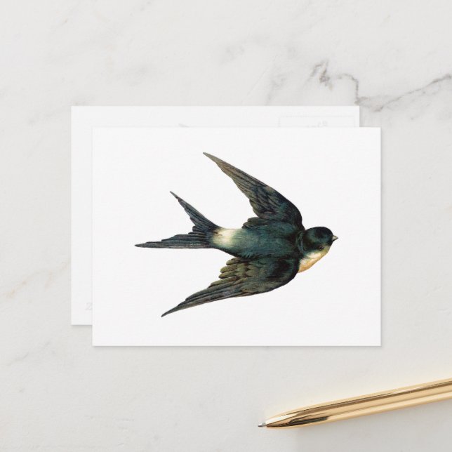 Vintage Flying Swallow Bird Antique Illustration Postcard (Front/Back In Situ)