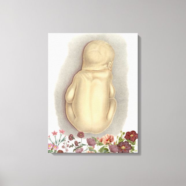 Vintage foetal anatomy canvas art (Front)