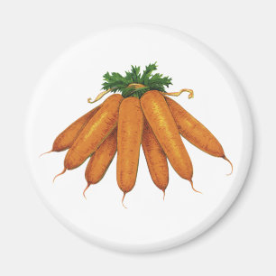 Vintage Food, Bunch of Organic Carrots Vegetables Magnet