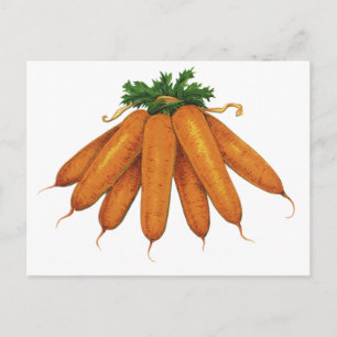 Vintage Food, Bunch of Organic Carrots Vegetables Postcard