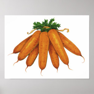 Vintage Food, Bunch of Organic Carrots Vegetables Poster