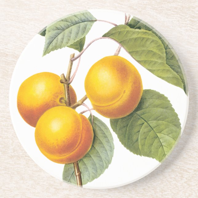 Vintage Food Fruit, Apricot Peach by Redoute Coaster (Front)