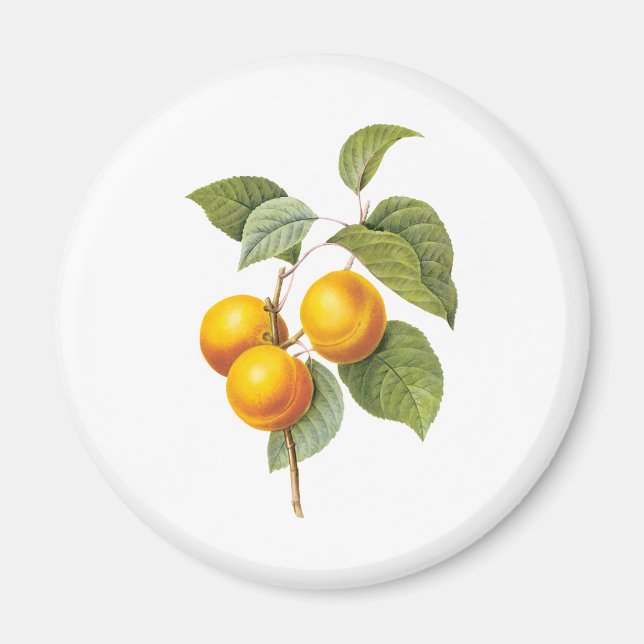 Vintage Food Fruit, Apricot Peach by Redoute Magnet (Front)