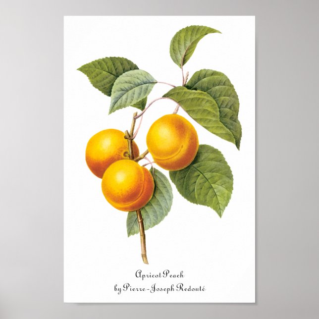 Vintage Food Fruit, Apricot Peach by Redoute Poster (Front)