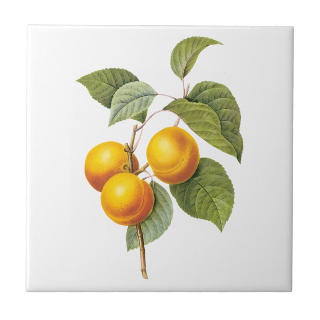 Vintage Food Fruit, Apricot Peach by Redoute Tile (Front)