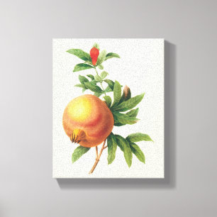 Vintage Food Fruit, Pomegranate by Redoute Canvas Print