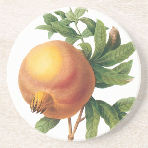Vintage Food Fruit, Pomegranate by Redoute Coaster