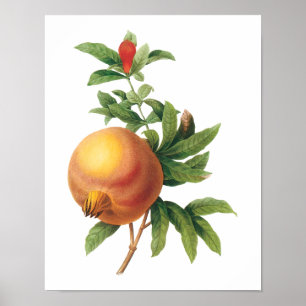 Vintage Food Fruit, Pomegranate by Redoute Poster