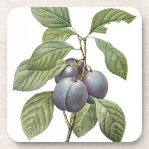 Vintage Food Fruit, Purple Garden Plums by Redoute Coaster