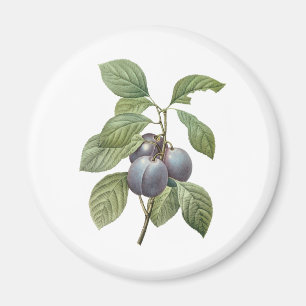 Vintage Food Fruit, Purple Garden Plums by Redoute Magnet